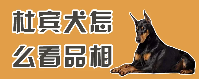 杜賓犬怎么看品相