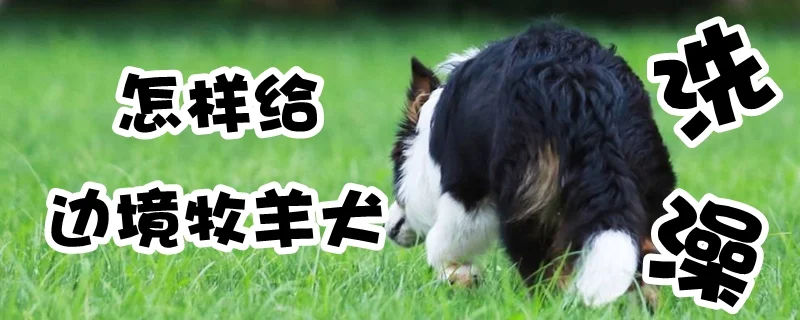 怎樣給邊境牧羊犬洗澡