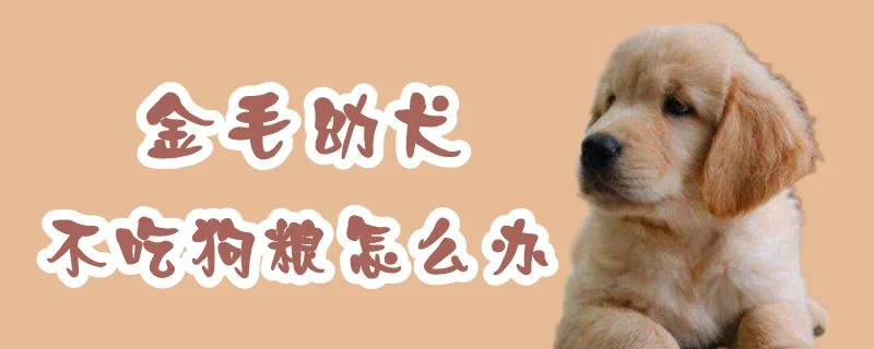 金毛幼犬不吃狗糧怎么辦