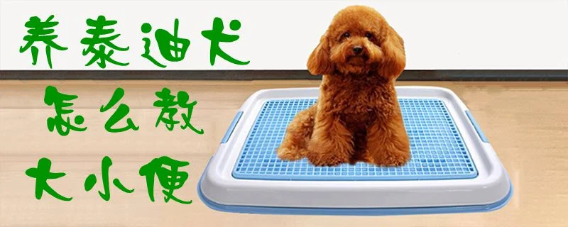 養(yǎng)泰迪犬怎么教大小便1