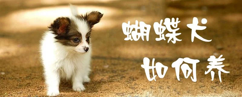 蝴蝶犬如何養(yǎng)1