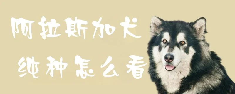 阿拉斯加犬純種怎么看1