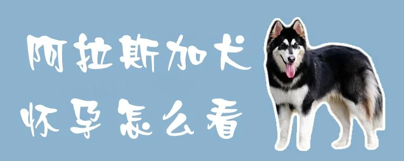 阿拉斯加犬懷孕怎么看1