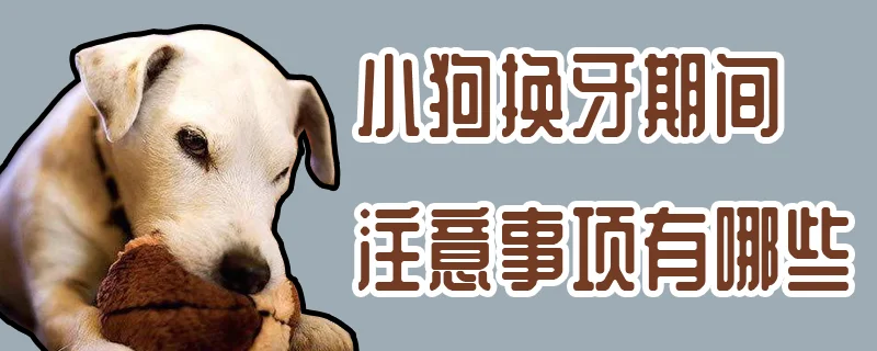 小狗換牙期間注意事項有哪些