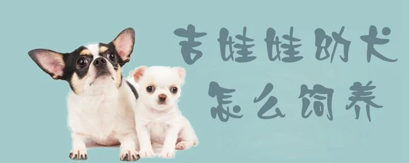 吉娃娃幼犬怎么飼養1