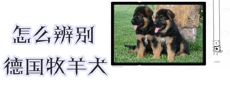 怎么辨別德國牧羊犬