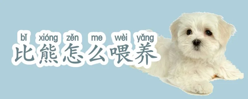 比熊怎么喂養(yǎng)