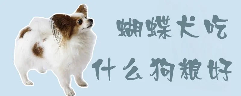 蝴蝶犬吃什么狗糧好1