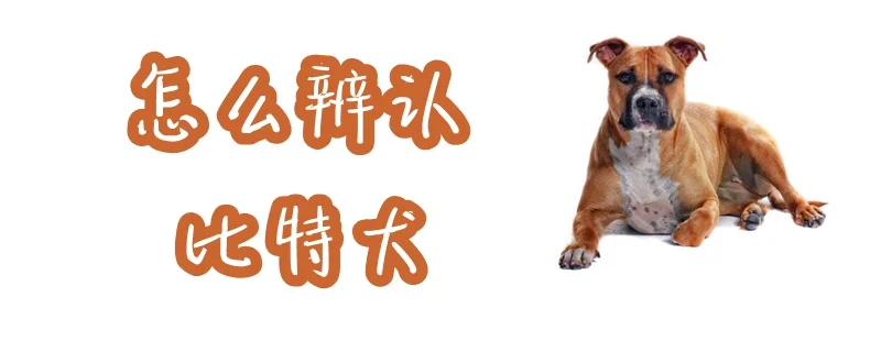 怎么辨認比特犬