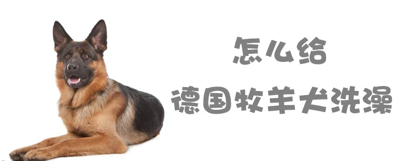 怎么給德國牧羊犬洗澡