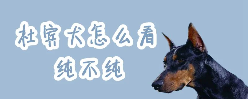 杜賓犬怎么看純不純