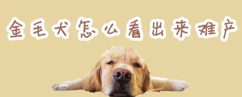 金毛犬怎么看出來難產(chǎn)