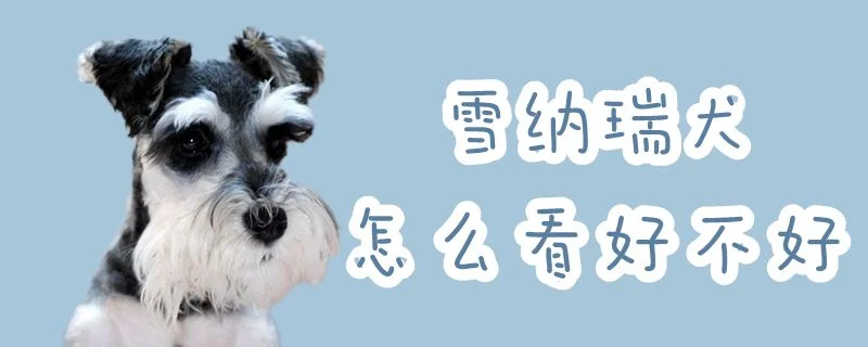 雪納瑞犬怎么看好不好