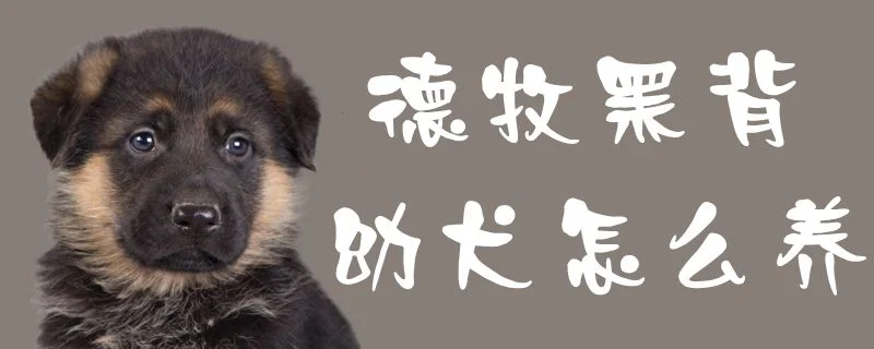 德牧黑背幼犬怎么養(yǎng)1