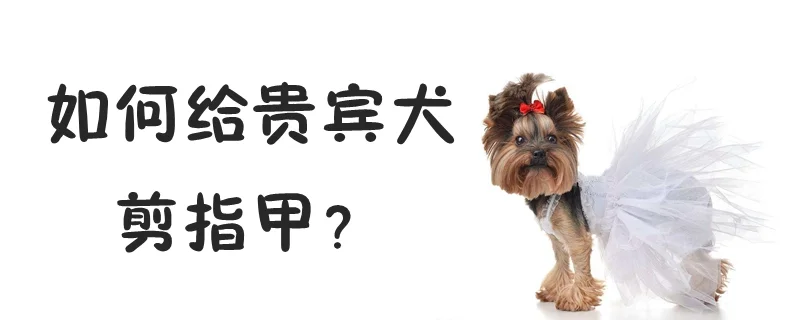 如何給貴賓犬剪指甲