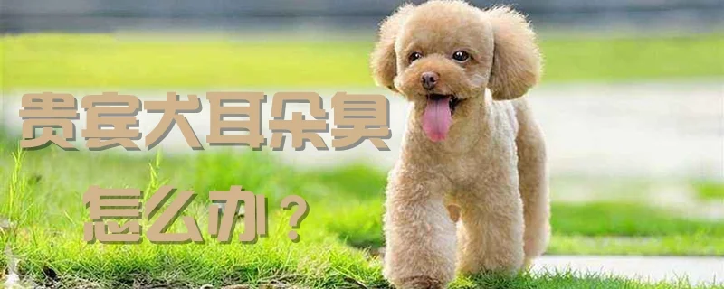 貴賓犬耳朵臭怎么辦