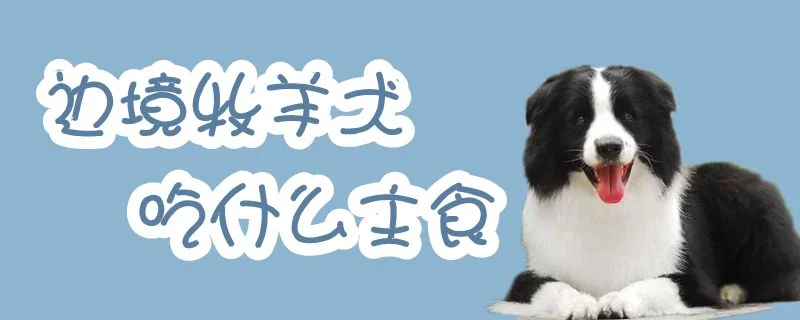 邊境牧羊犬吃什么主食