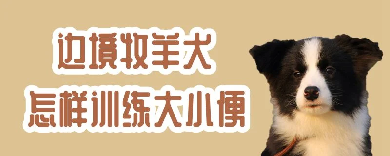 邊境牧羊犬怎樣訓練大小便