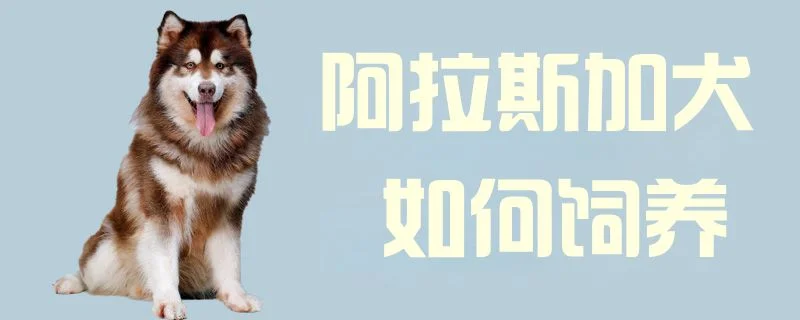 阿拉斯加犬如何飼養1