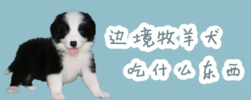 邊境牧羊犬吃什么東西