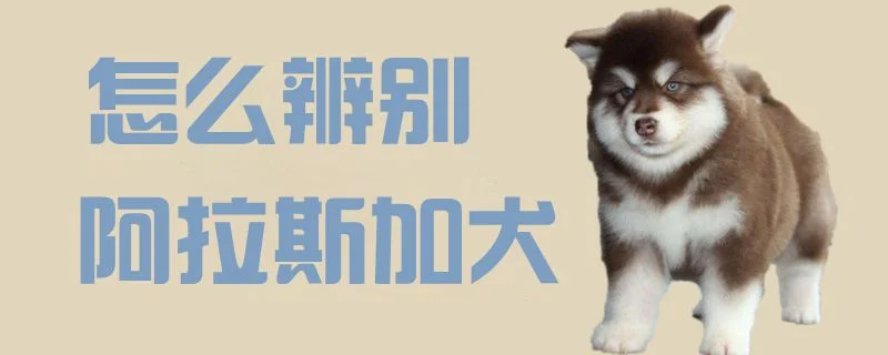 怎么辨別阿拉斯加犬1