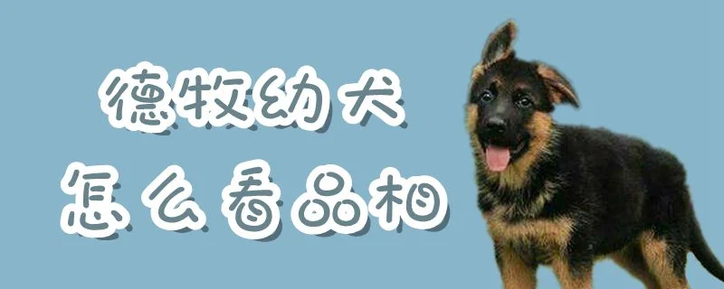 德牧幼犬怎么看品相