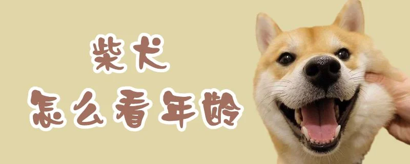 柴犬怎么看年齡