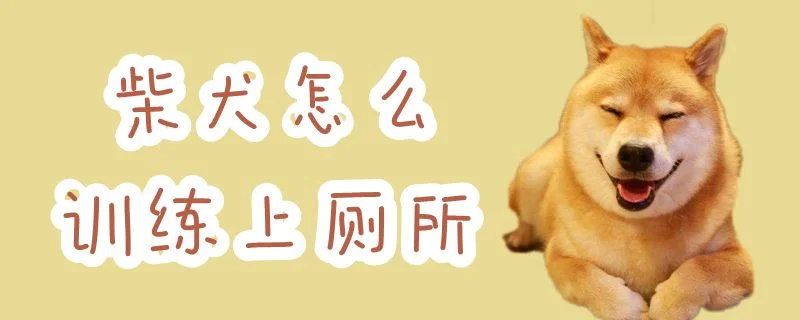 柴犬怎么訓(xùn)練上廁所