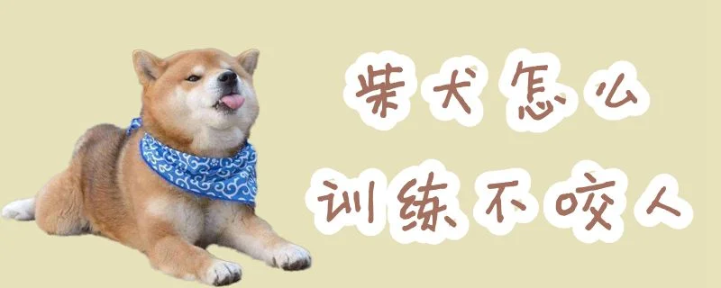 柴犬怎么訓練不咬人