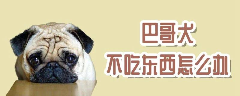 巴哥犬不吃東西怎么辦