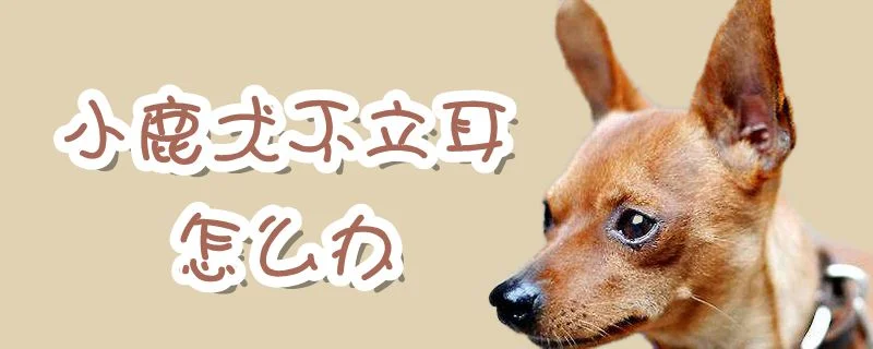 小鹿犬不立耳怎么辦