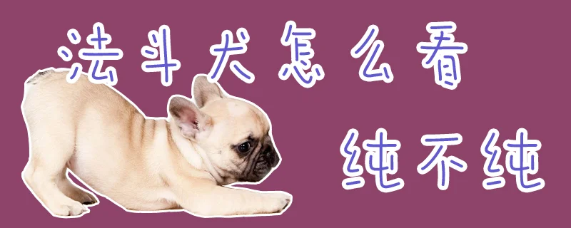 法斗犬怎么看純不純