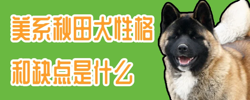 美系秋田犬性格和缺點是什么