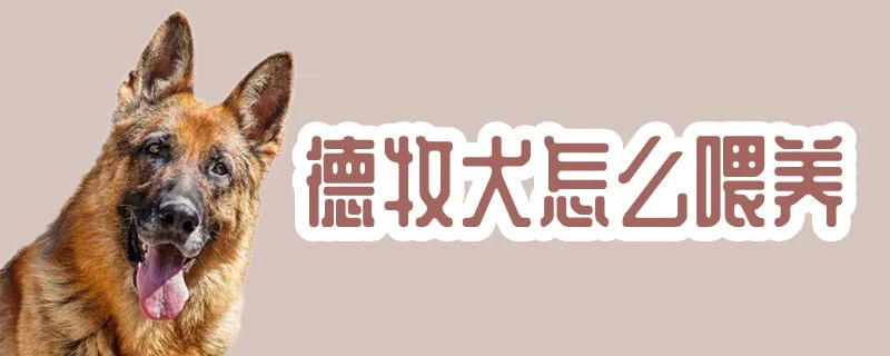 德牧犬怎么喂養