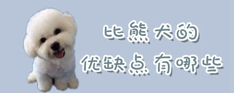 比熊犬的優(yōu)缺點(diǎn)有哪些