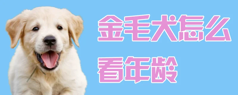 金毛犬怎么看年齡