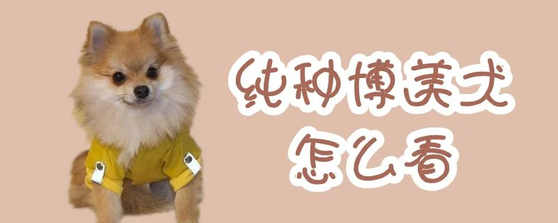 純種博美犬怎么看