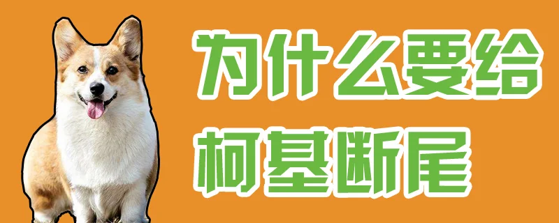 為什么要給柯基斷尾