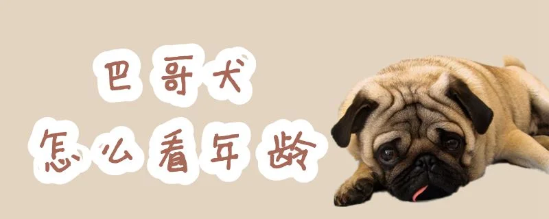 巴哥犬怎么看年齡