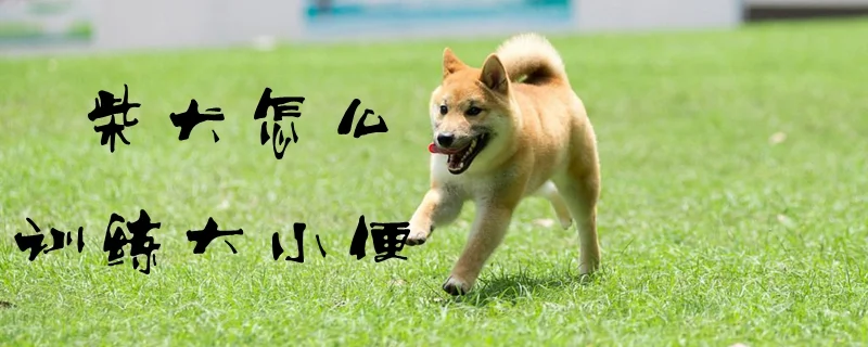 柴犬怎么訓練大小便