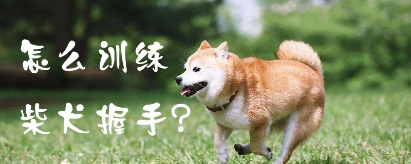 怎么訓(xùn)練柴犬握手