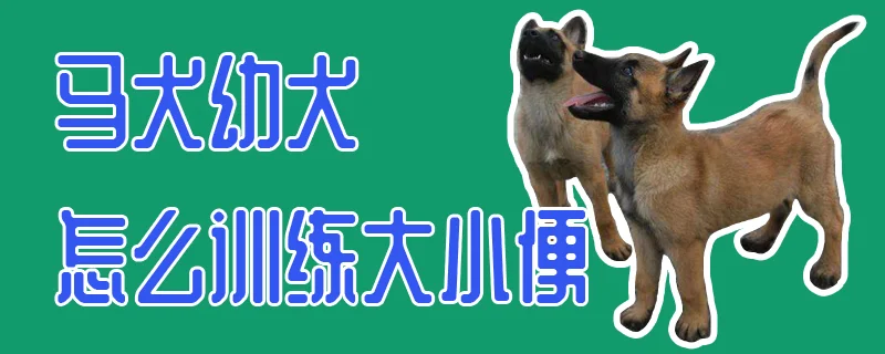 馬犬幼犬怎么訓練大小便