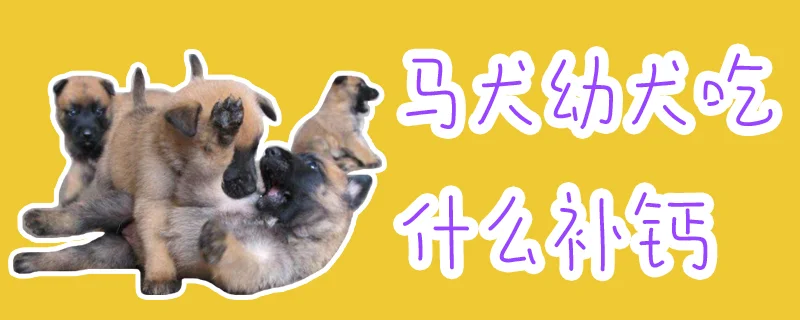 馬犬幼犬吃什么補(bǔ)鈣