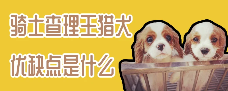 騎士查理王獵犬優缺點是什么