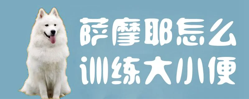 薩摩耶怎么訓練大小便1