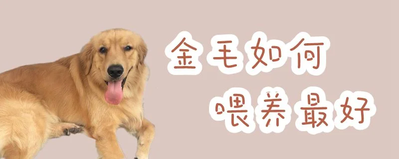 金毛如何喂養(yǎng)最好