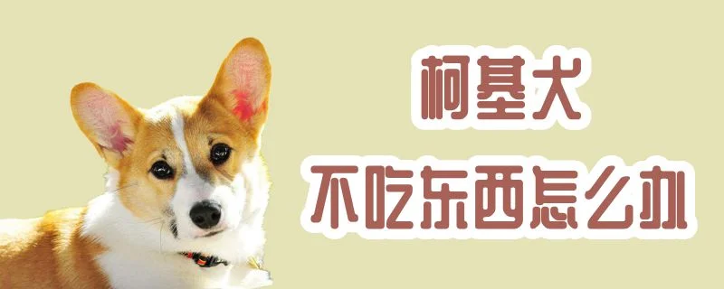 柯基犬不吃東西怎么辦