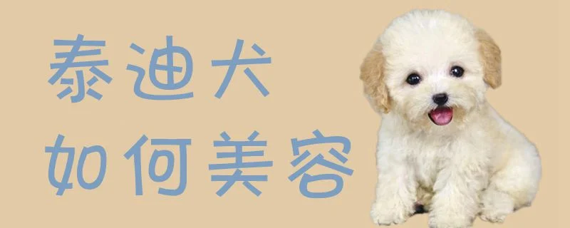 泰迪犬如何美容1