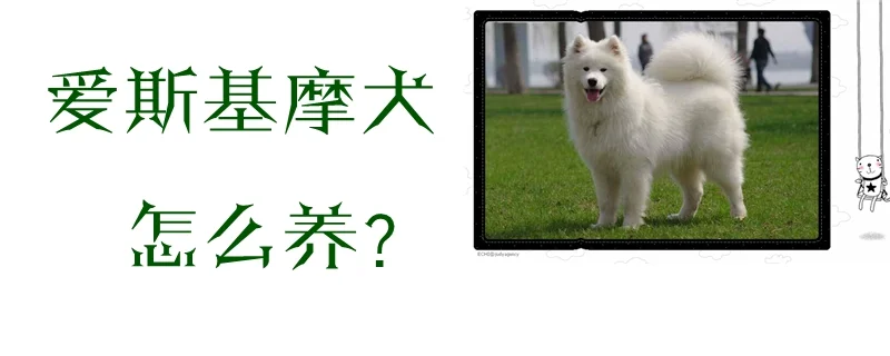 愛斯基摩犬怎么養(yǎng)