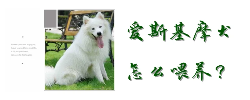 愛斯基摩犬怎么喂養